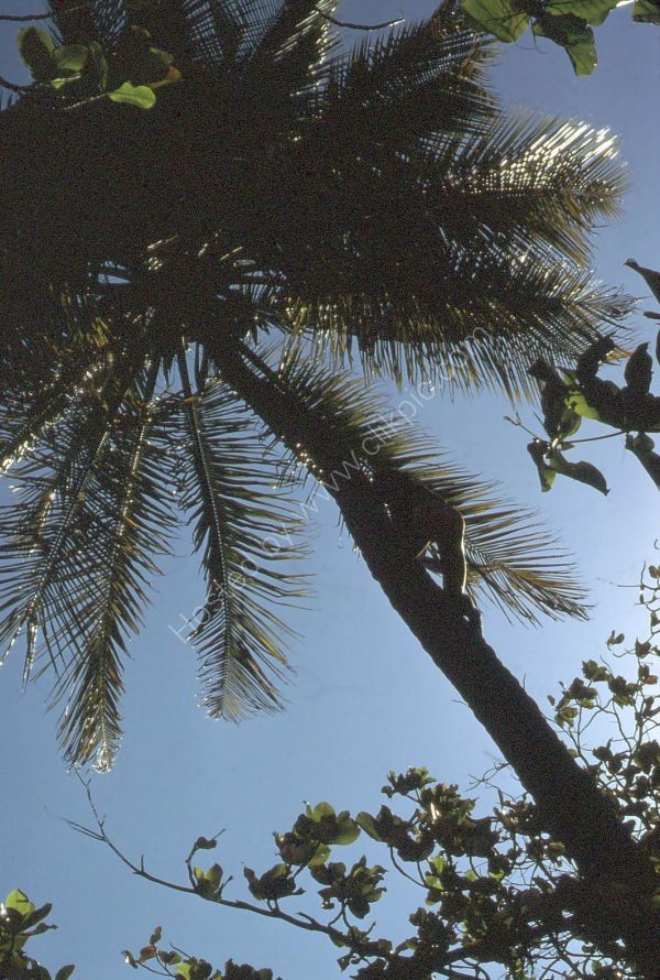 Climbing Coconut Tree, Abidjan